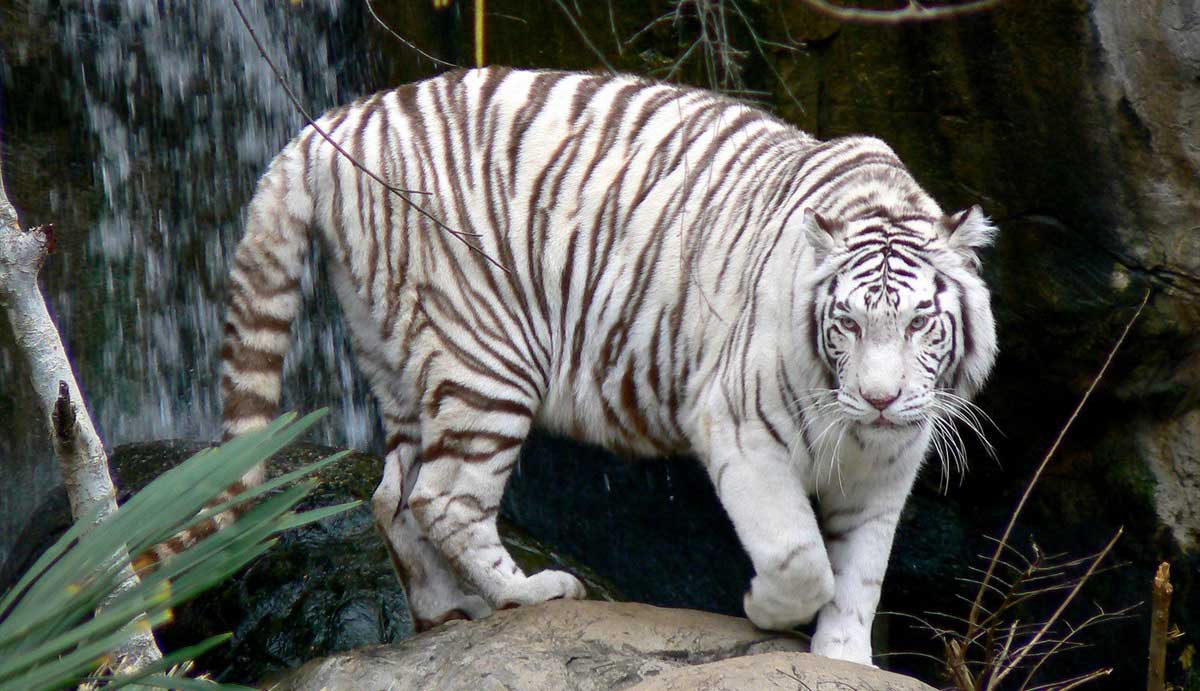 Save White Tiger